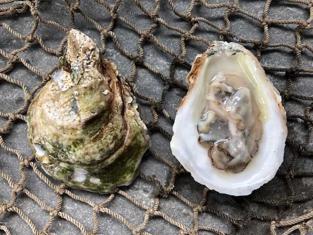 Salt Aire Oyster 25 Count